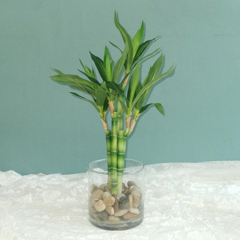 Echeveria Succulent - Nova Planta Artificial de Bambu da