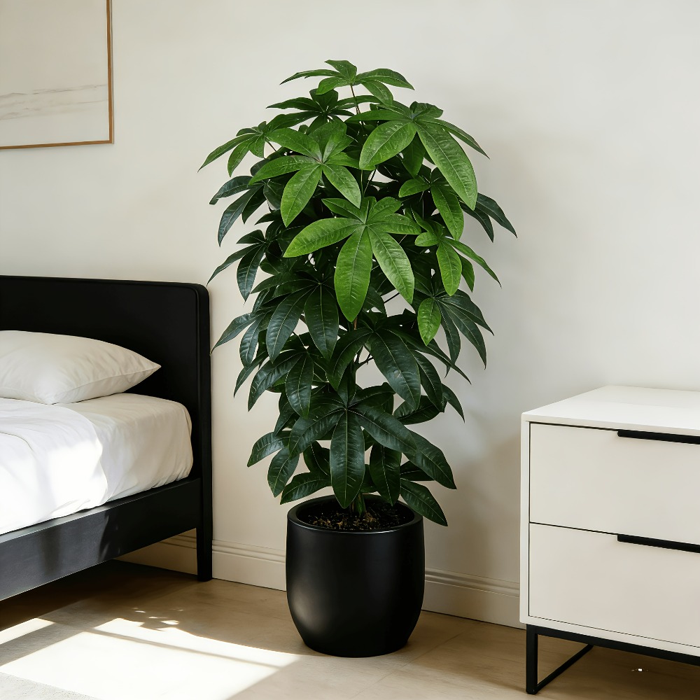 Dracaena Marginata - Árvore do Dinheiro Artificial Pachira Aquatica