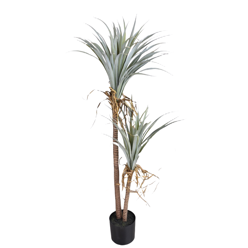 Dragão sangue yucca planta art - Dracaena Marginata avaliação e preço