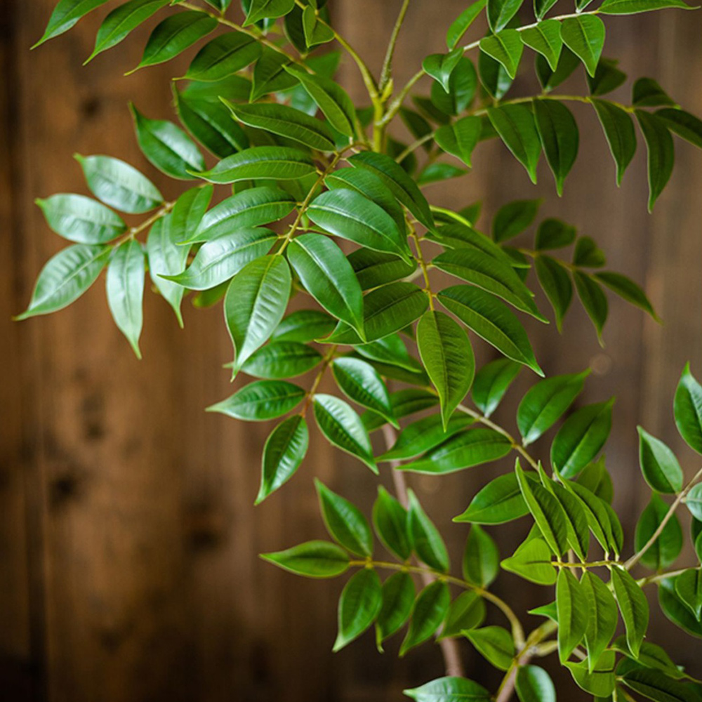Rama de árvore de ficus artifi - Ficus Lyrata Tree avaliação e preço