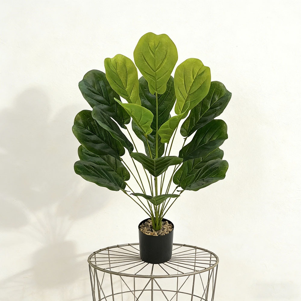 1 unidade de Ficus Lyrata Arti - Ficus Lyrata Tree avaliação e preço