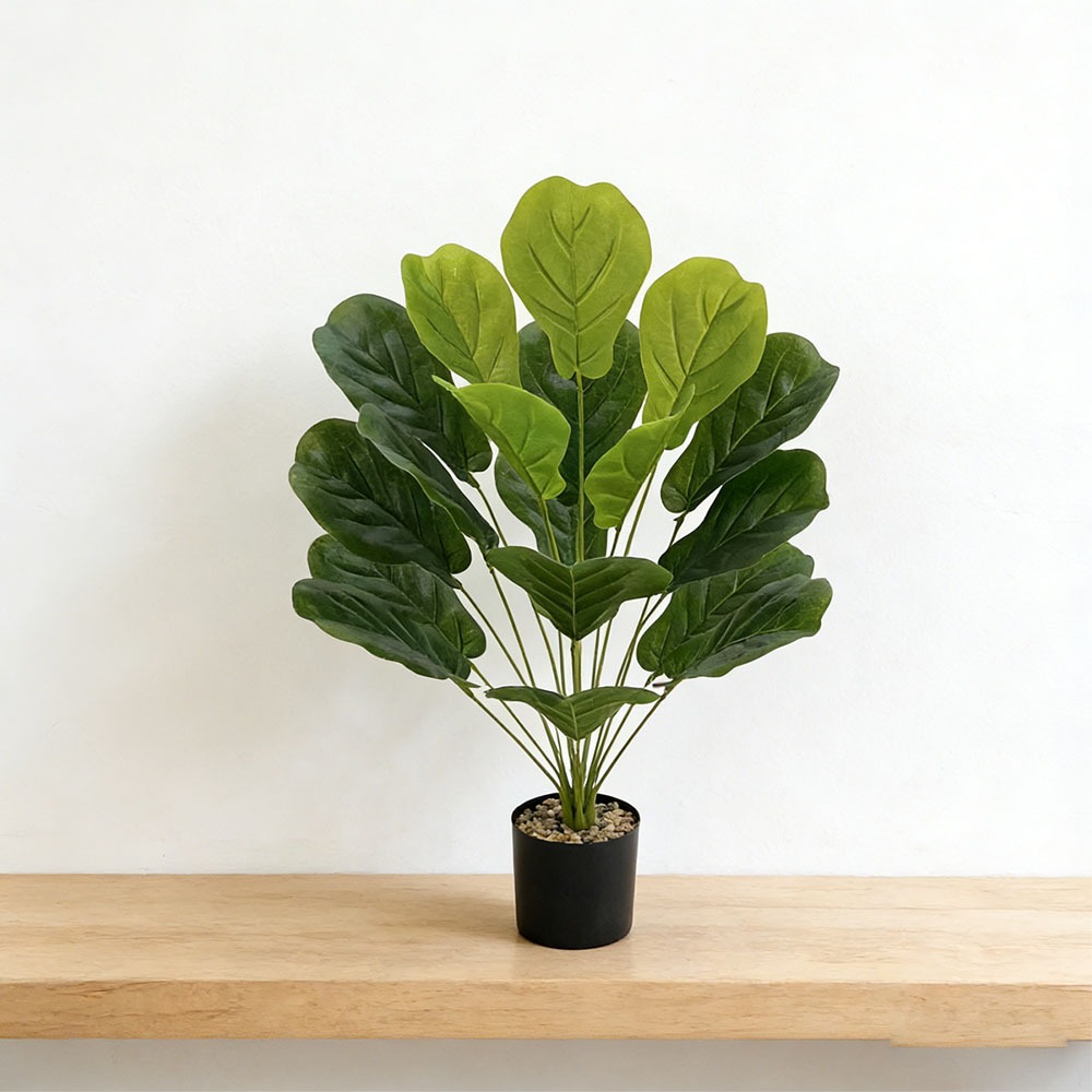 1 unidade de Ficus Lyrata Arti - Ficus Lyrata Tree avaliação e preço