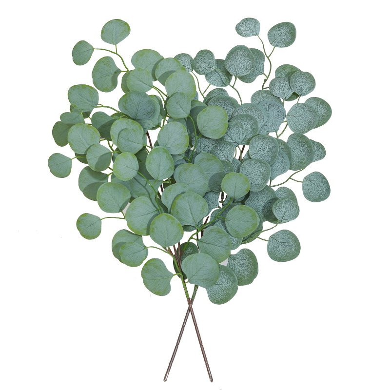 Eucalipto Folha Videira Planta - Dracaena Marginata avaliação e preço