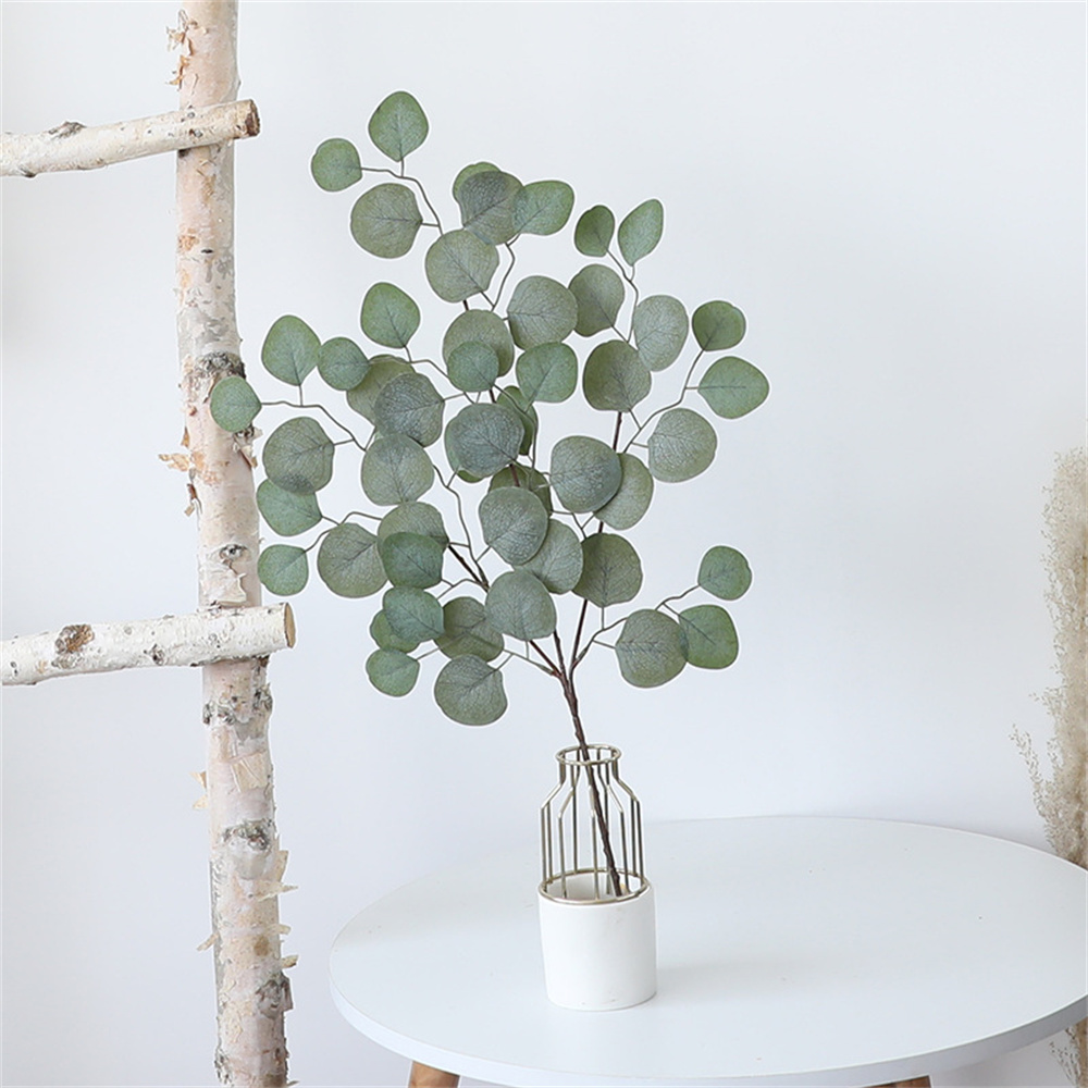 Eucalipto Folha Videira Planta - Dracaena Marginata avaliação e preço